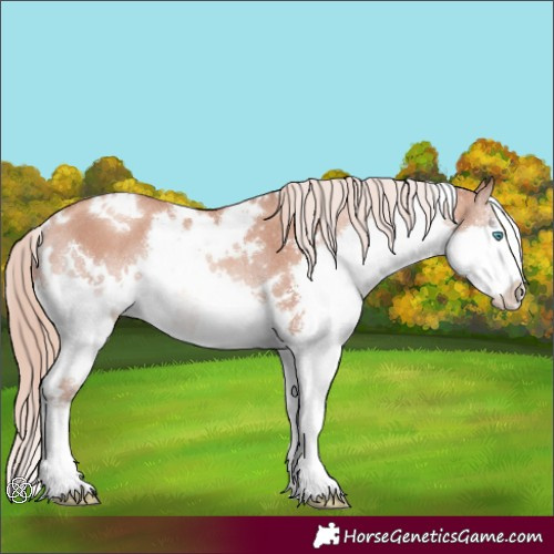 Horse Color:White Spotted Gold Champagne Splash Rabicano 