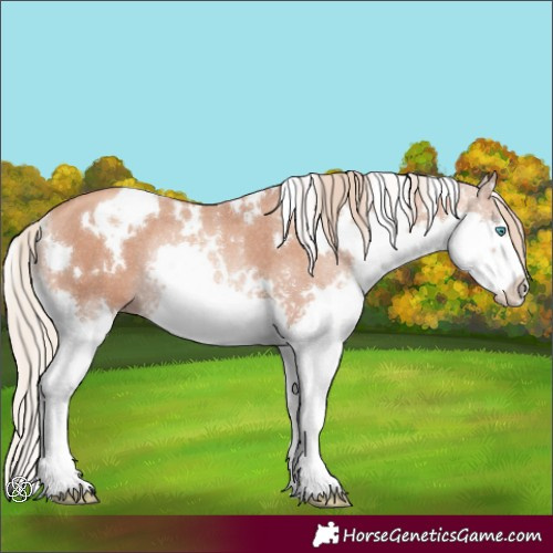 Horse Color:White Spotted Gold Champagne Splash Rabicano
