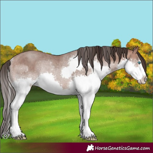 Horse Color:Sable Champagne Splash Rabicano 