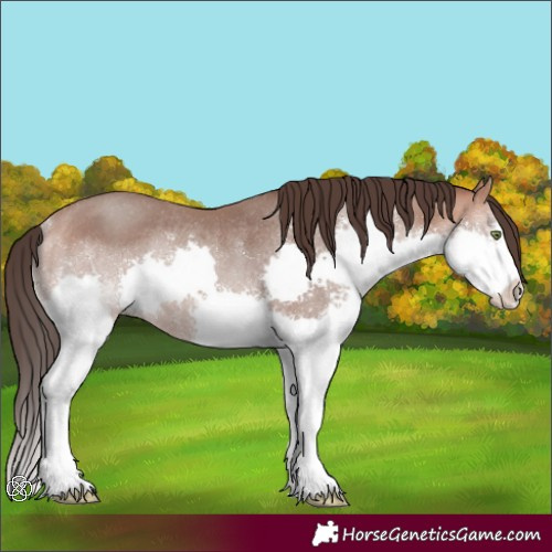 Horse Color:Amber Champagne Splash Rabicano