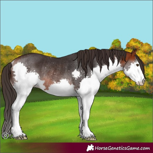 Horse Color:Bay Splash Rabicano