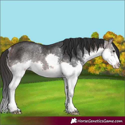 Horse Color:Brown Splash Rabicano 