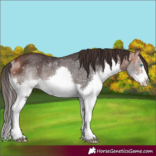 Horse Color:Bay Splash Rabicano 