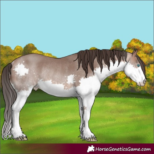 Horse Color:Sable Champagne Splash Rabicano