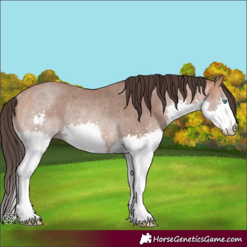 Horse Color:Amber Champagne Splash Rabicano