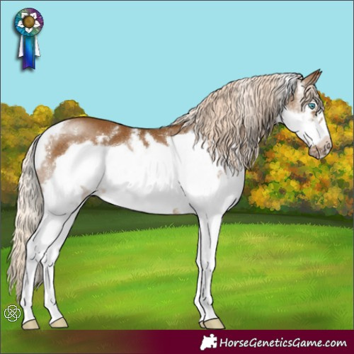 Horse Color:Chocolate Palomino Sabino Splash Frame Rabicano