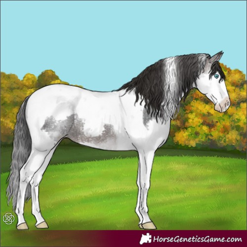 Horse Color:Brown Splash Tobiano Varnish Rabicano