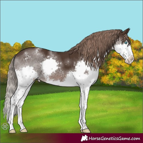 Horse Color:Liver Chestnut Sabino Splash Varnish Rabicano 