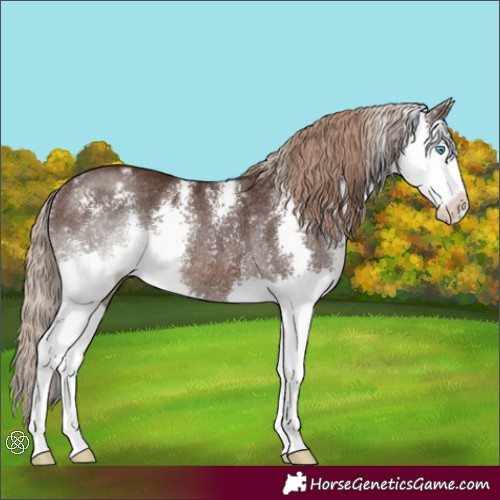 Horse Color:Liver Chestnut Sabino Splash Varnish Rabicano