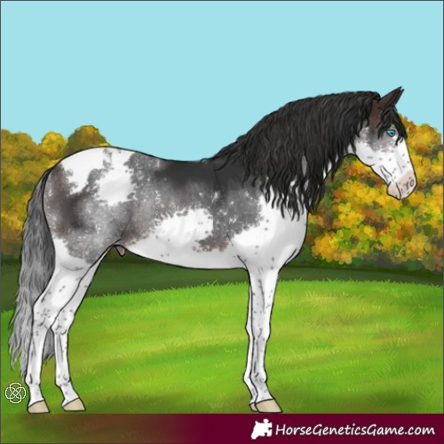 Horse Color:Brown Splash Tobiano Varnish Rabicano 