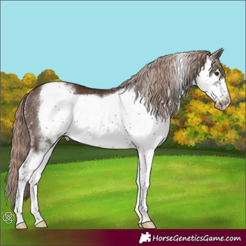 Horse Color:Liver Chestnut Sabino Splash Frame Varnish Rabicano