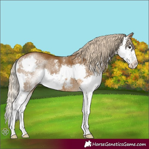Horse Color:Chocolate Palomino Sabino Splash Varnish Rabicano 