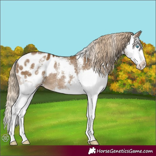 Horse Color:Chocolate Palomino Sabino Splash Blanket Rabicano