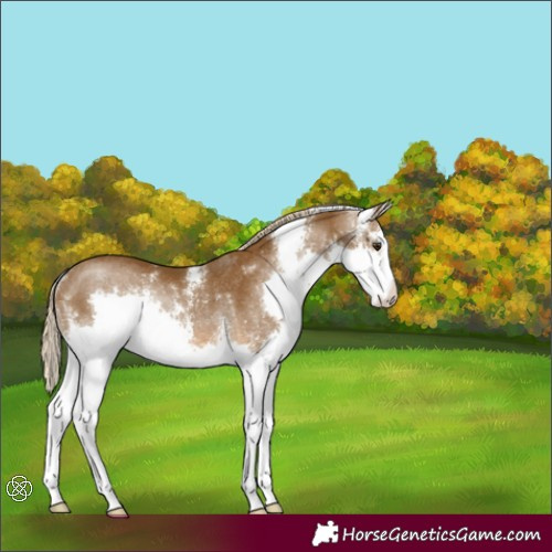 Horse Color:Chocolate Palomino Sabino Splash Rabicano 