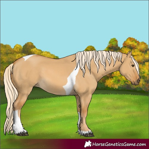 Horse Color:Palomino Dun Tobiano