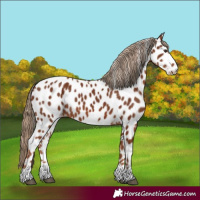Horse Color:Chestnut Near Leopard