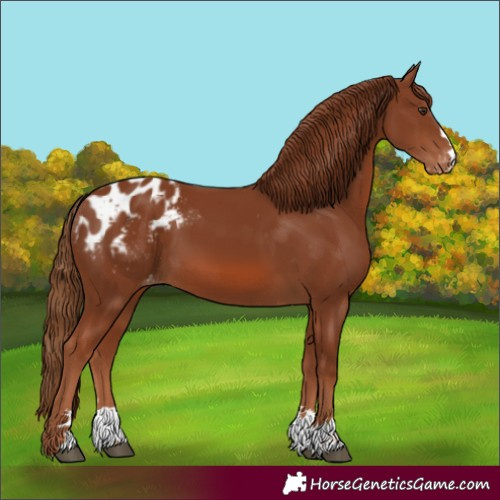 Horse Color:Chestnut Blanket 