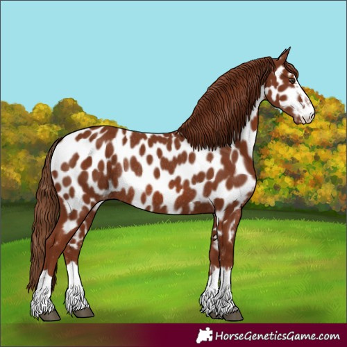 Horse Color:Chestnut Appaloosa Rabicano 