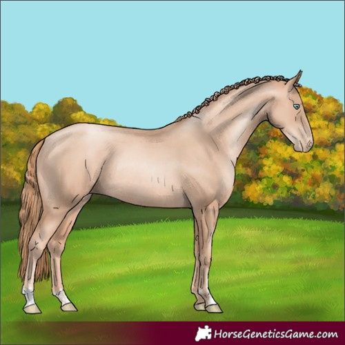 Horse Color:Gold Champagne Pearl Rabicano and Gold Champagne Pearl Rabicano