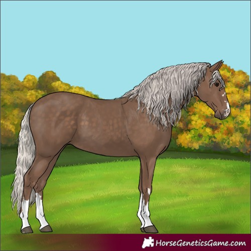 Horse Color:Silver Black