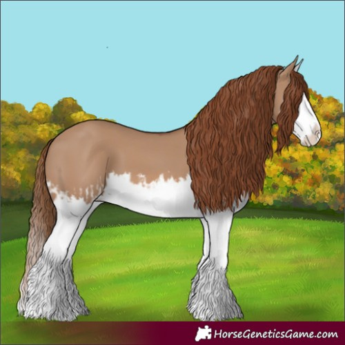 Horse Color:Red Dun Splash and Red Dun Splash