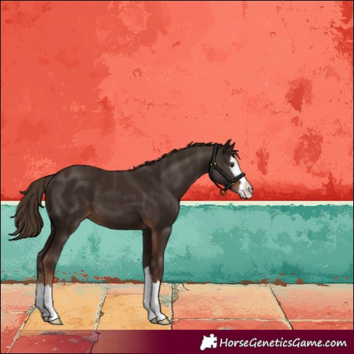 Horse Color:Liver Chestnut Splash 