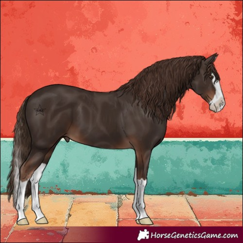Horse Color:Liver Chestnut Splash
