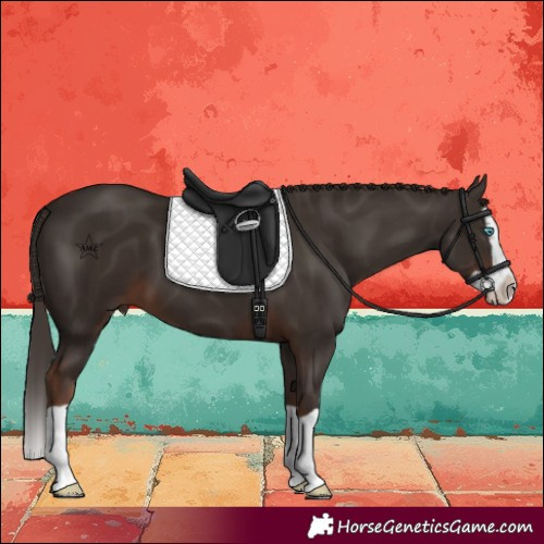 Horse Color:Liver Chestnut Splash 