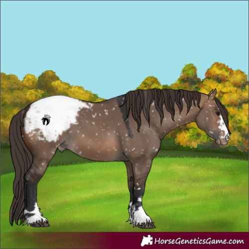 Horse Color:Brown Dun Snowcap
