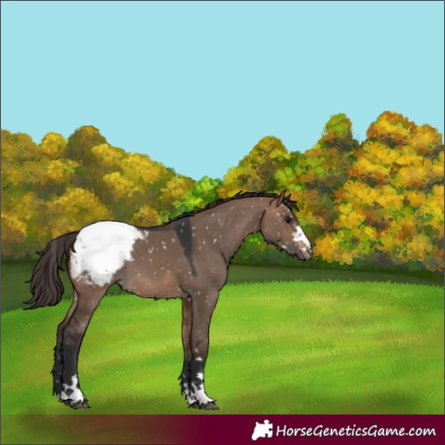 Horse Color:Brown Dun Appaloosa 