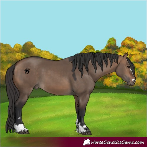 Horse Color:Bay Dun 