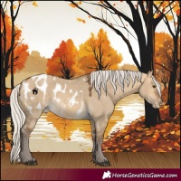 Horse Color:Silver Buckskin Dun Blanket 