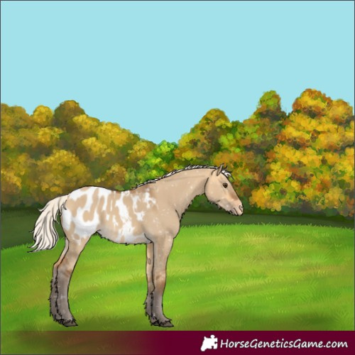Horse Color:Silver Buckskin Dun Appaloosa 