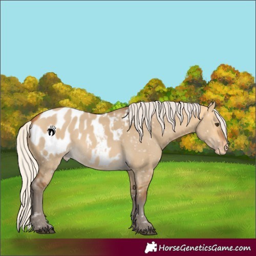 Horse Color:Silver Buckskin Dun Blanket