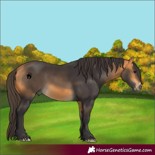 Horse Color:Buckskin