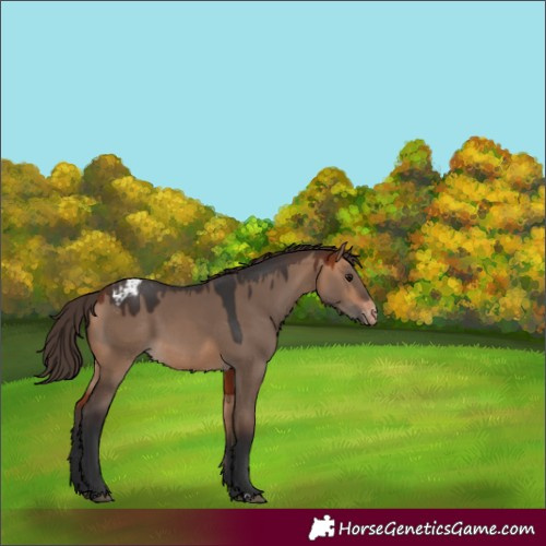 Horse Color:Bay Dun Appaloosa