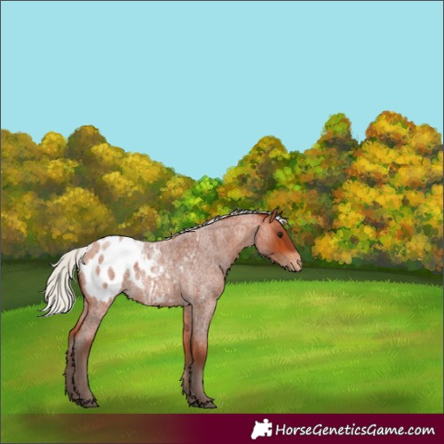 Horse Color:Silver Bay Roan Appaloosa 