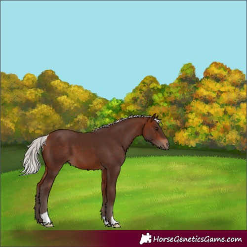 Horse Color:Silver Bay 