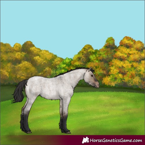 Horse Color:Bay Roan Dun Appaloosa