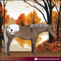 Horse Color:Silver Bay Dun Snowcap 