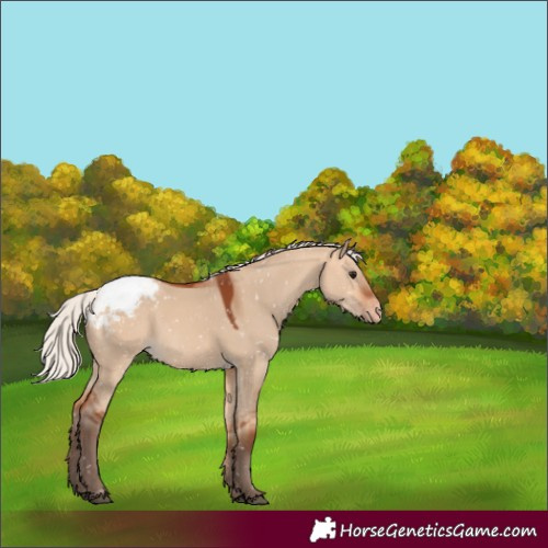 Horse Color:Silver Bay Dun Appaloosa 