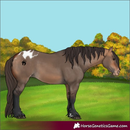 Horse Color:Bay Dun Blanket 