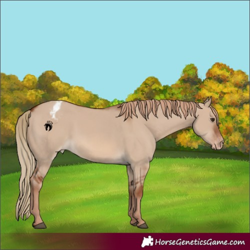 Horse Color:Red Dun Blanket 