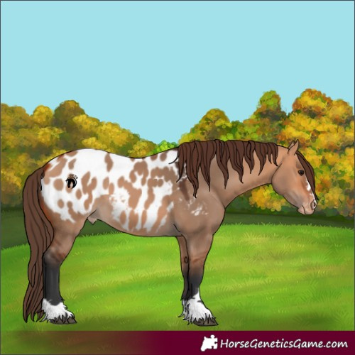 Horse Color:Bay Dun Near Leopard 