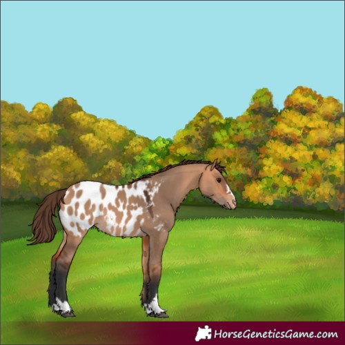 Horse Color:Bay Dun Appaloosa 