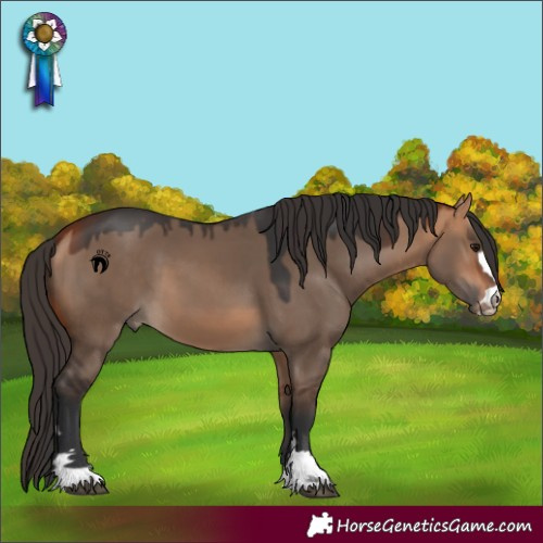 Horse Color:Bay Dun 
