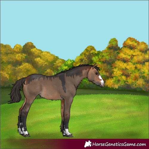 Horse Color:Bay Dun 
