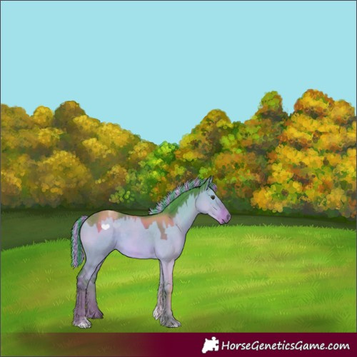 Horse Color:Painted Watercolor Liver Red Dun Tobiano