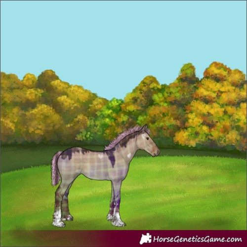 Horse Color:Painted Plaid  Liver Red Dun Tobiano 