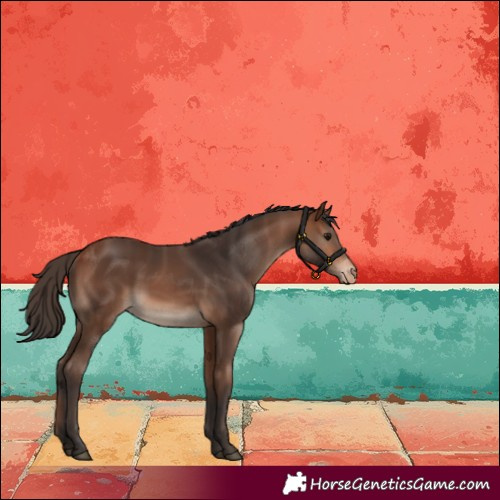 Horse Color:Bay Appaloosa